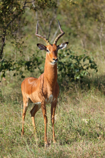 istock Schwarzfersenantilope / Impala / Aepyceros melampus 2201256595