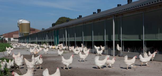 istock Free range chickens. Modern poultry barn. Chicken breeding for egg production. 2201256711