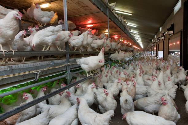 istock Free range chickens. Modern poultry barn. Chicken breeding for egg production. 2201256739