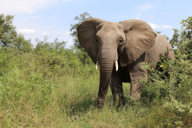 istock Afrikanischer Elefant / African elephant / Loxodonta africana 2201256747