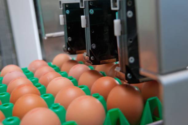 istock Collecting eggs on conveyor belt. Modern poultry barn. 2201256791