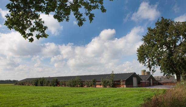 istock Modern poultry barn in rural landscape. 2201256883