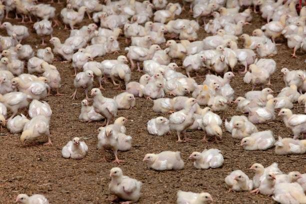 istock Broiler chicken. Modern poultry farm with young chicks in stable. 2201257077