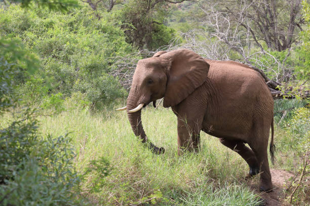istock Afrikanischer Elefant / African elephant / Loxodonta africana 2201257085
