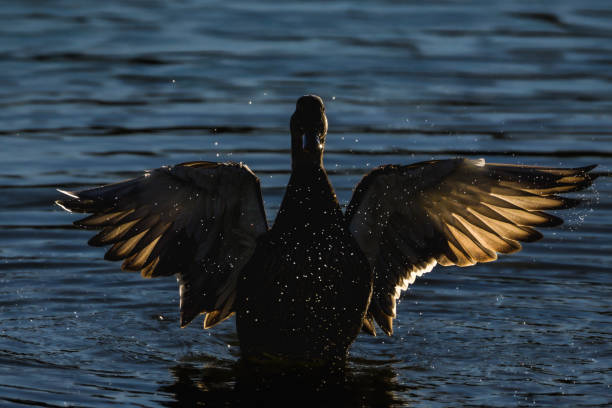 istock mallard duck in a pond in the morning light 2201257093