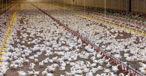 istock Broiler chicken. Modern poultry farm with young chicks in stable. 2201257094
