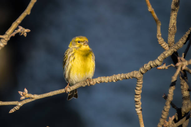 The European Serin is the smallest of the European Fringillidae. It has a large head with a thick beak, a relatively compact body and a rather short tail. The species is monotypic.