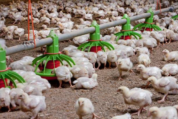 istock Broiler chicken. Modern poultry farm with young chicks in stable. 2201257696
