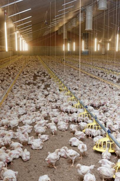 istock Broiler chicken. Modern poultry farm with young chicks in stable. 2201257760