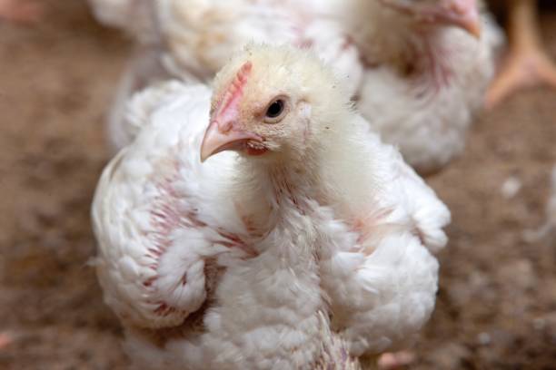 istock Broiler chicken. Modern poultry farm with young chicks in stable. 2201257929