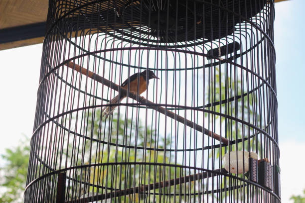 istock Colorful Bird Perched Inside a Birdcage in a Natural Setting 2201257960