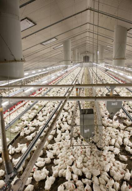 istock Propagation company. Modern poultry farm with white chicken in stable. 2201258091