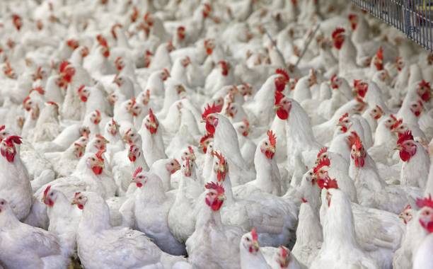 istock Propagation company. Modern poultry farm with white chicken in stable. 2201258101