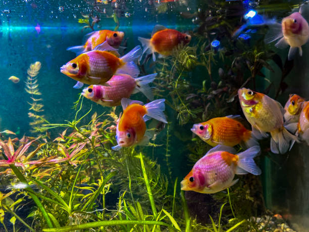 istock Closeup view of fish in aquarium 2201260320