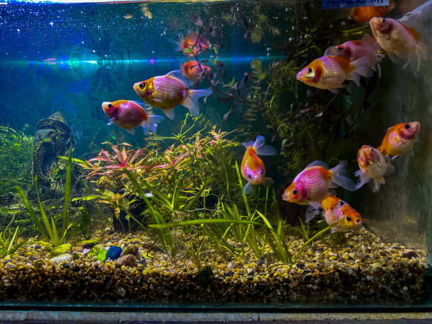 istock Closeup view of fish in aquarium 2201260327