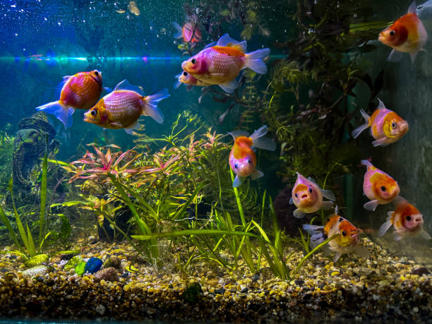 istock Closeup view of fish in aquarium 2201260349