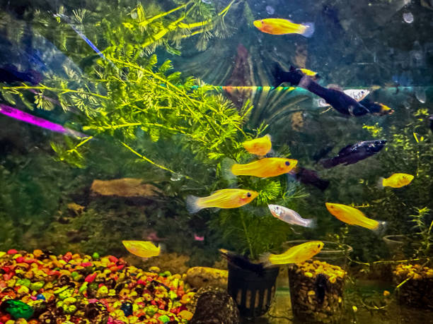 istock Closeup view of fish in aquarium 2201260361