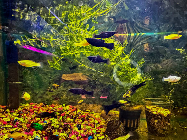Closeup view of fish in aquarium