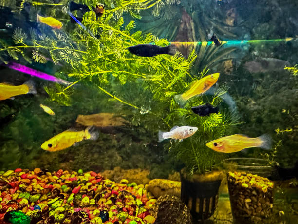 istock Closeup view of fish in aquarium 2201260366