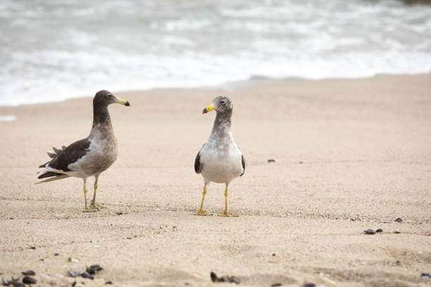 Two seagulls are fighting for food on the beach.