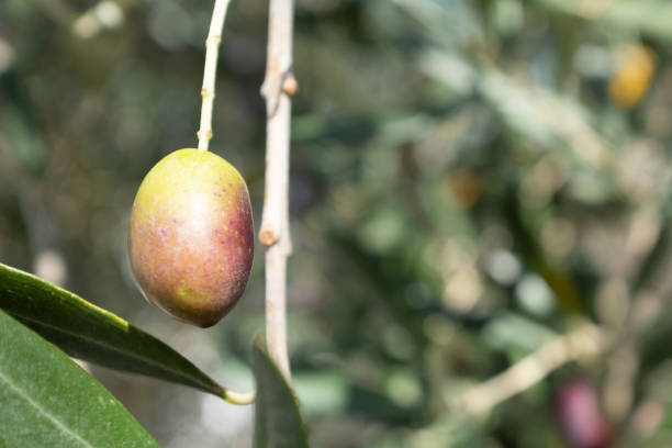 Close-Up of Ripe Olive on Tree Branch  Olive Tree Leaves and Fruit in Natural Sunlight for Organic Agriculture and Mediterranean Themes. High quality photography