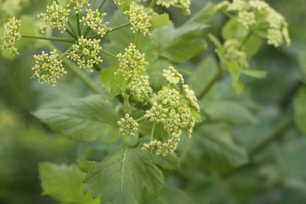 istock Smyrnium olusatrum green plant nature 2201266983