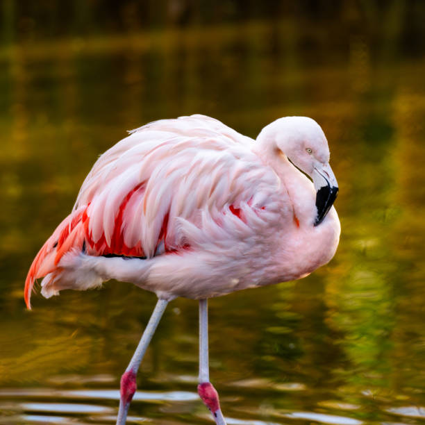 istock Pink Flamingo Birds In Water 2201268412