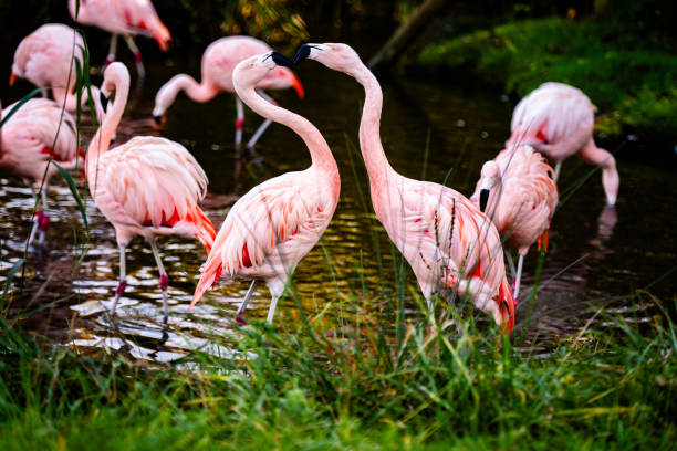 istock Pink Flamingo Birds In Water 2201268445