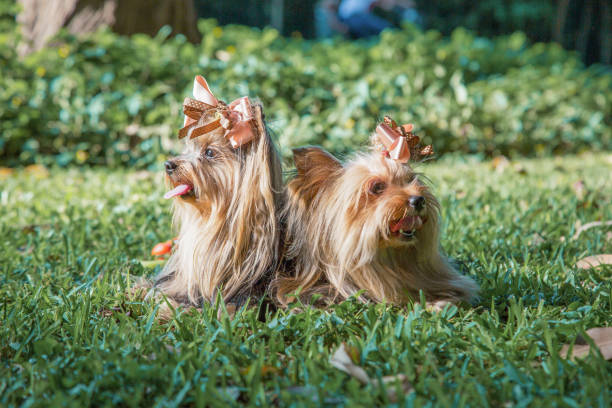 Two Yorkshire Terrier dogs in the grass. Selective focus.
