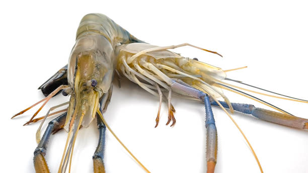 istock Fresh river prawns isolated on white background. Big freshwater prawns. River prawns for cooking. 2201270107