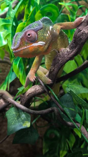 istock The lizards are kept in a glass tank. 2201270342