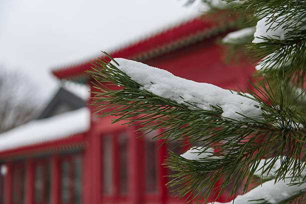 Snow blankets the branches of pine trees near a vibrant red Chinese-style building. The serene winter atmosphere highlights the beauty of traditional Asian architecture.