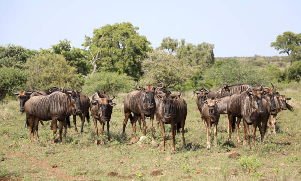 istock Streifengnu / Blue wildebeest / Connochaetes taurinus 2201272304
