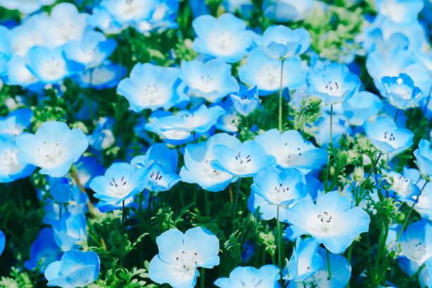 istock There are beautiful flowers blooming in spring in Tokyo. 2201272384