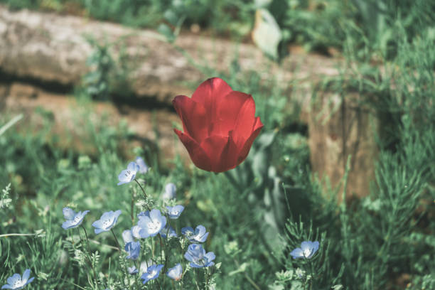There are beautiful flowers blooming in spring in Tokyo.