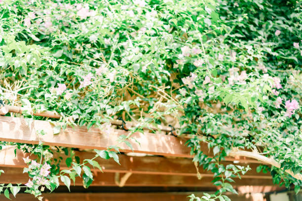 istock There are beautiful flowers blooming in spring in Tokyo. 2201272574