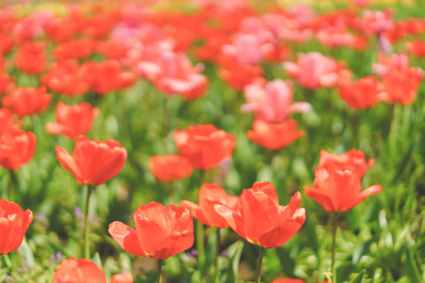 There are beautiful flowers blooming in spring in Tokyo.