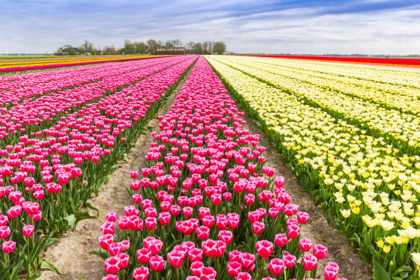 istock Colorful sky and tulips in springtime in Noordoostpolder 2201272876