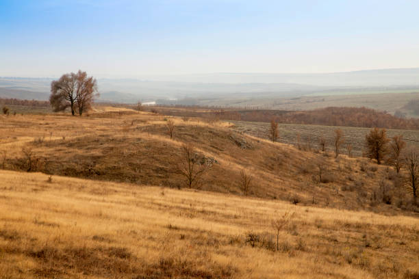 Trees on hill and dry grass create a beautiful wilderness scenery