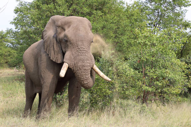 istock Afrikanischer Elefant / African elephant / Loxodonta africana 2201273446