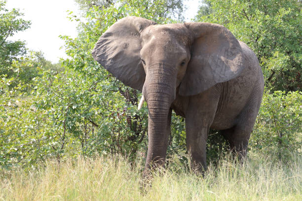 istock Afrikanischer Elefant / African elephant / Loxodonta africana 2201273503