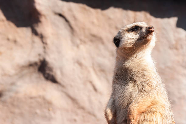 Captivating portrait of a meerkat in its natural habitat, standing tall and attentive, showcasing the beauty and alertness of this fascinating creature