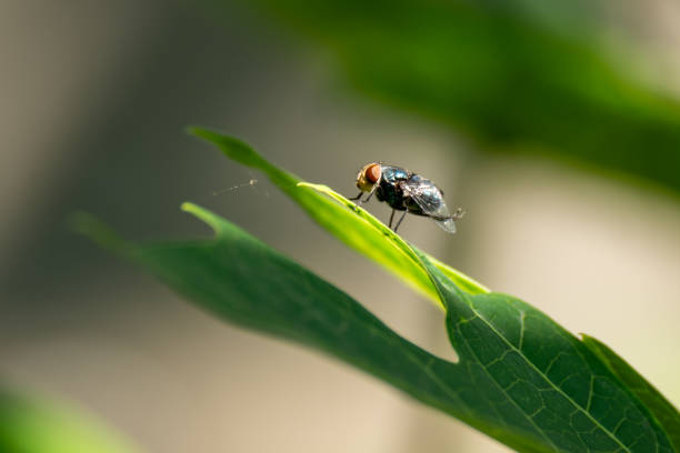 istock Fly stretching hind legs on papaya leaf 2201273780