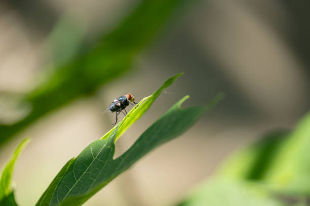 istock Fly stretching hind legs on papaya leaf 2201273781