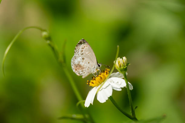 Closeup tiny butterfly, Luthrodes pandava, a domestic species of South Asia stayed on yellow pollens of Spanish needle flower, Bidens alba, in garden under natural lights