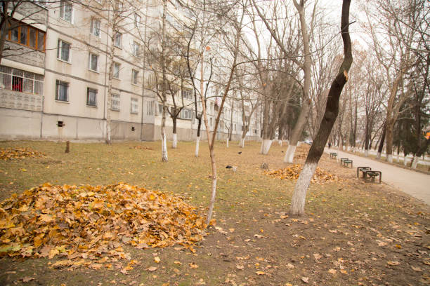 Heaps of red and yellow autumn leaves gathered by a gardener among trees near an apartment house