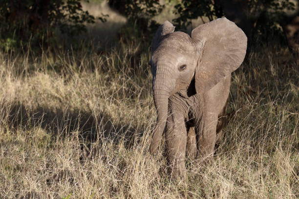 The African bush elephant, Loxodonta africana, also known as the African savanna elephant. Kruger Park Big five Safari