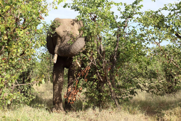 Close-up of an elephant trunk taking food from a human hand.