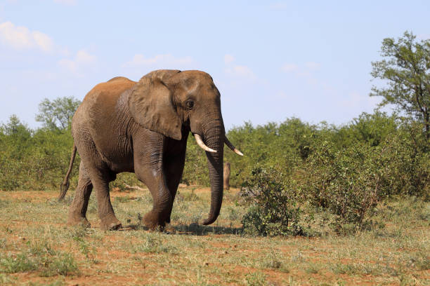 istock Afrikanischer Elefant / African elephant / Loxodonta africana 2201276188