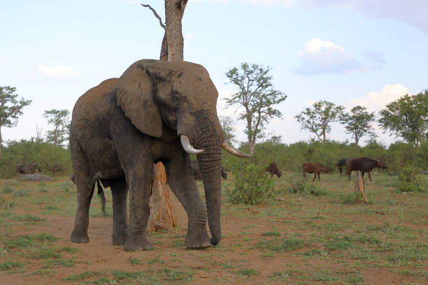 istock Afrikanischer Elefant / African elephant / Loxodonta africana 2201276644
